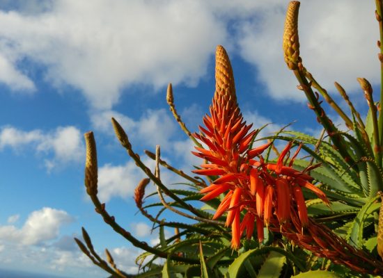 Madeira - Aloe